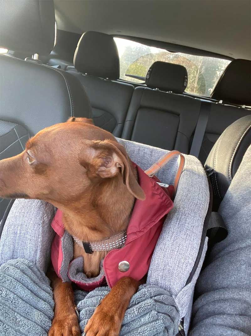 Car seat dog center console 42x22x24cm, up to 6 kg