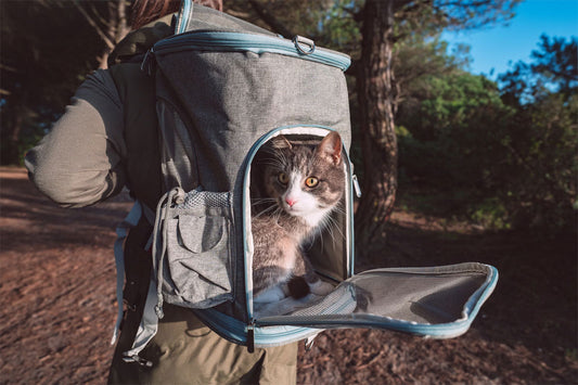 6 tips van een huisdierexpert: een rugzak kiezen om mee te reizen met je kat