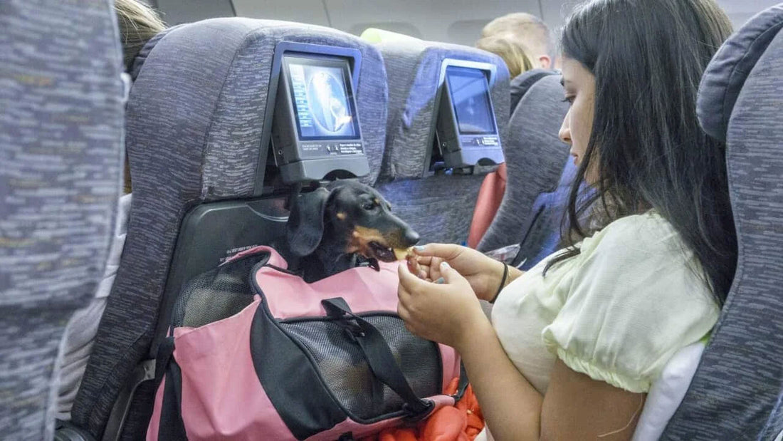 How to Fly with Your Dog in Cabin: A Complete 8 point Guide for Pet Parents