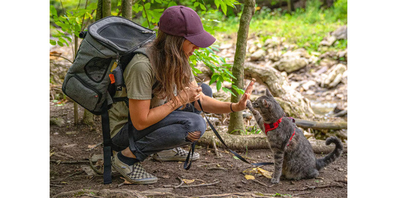 Hoe je met een kat kunt reizen zonder gek te worden