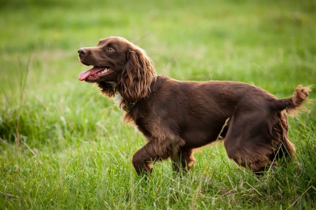 Geschiedenis van de Boykin Spaniel & Breeders Association of America