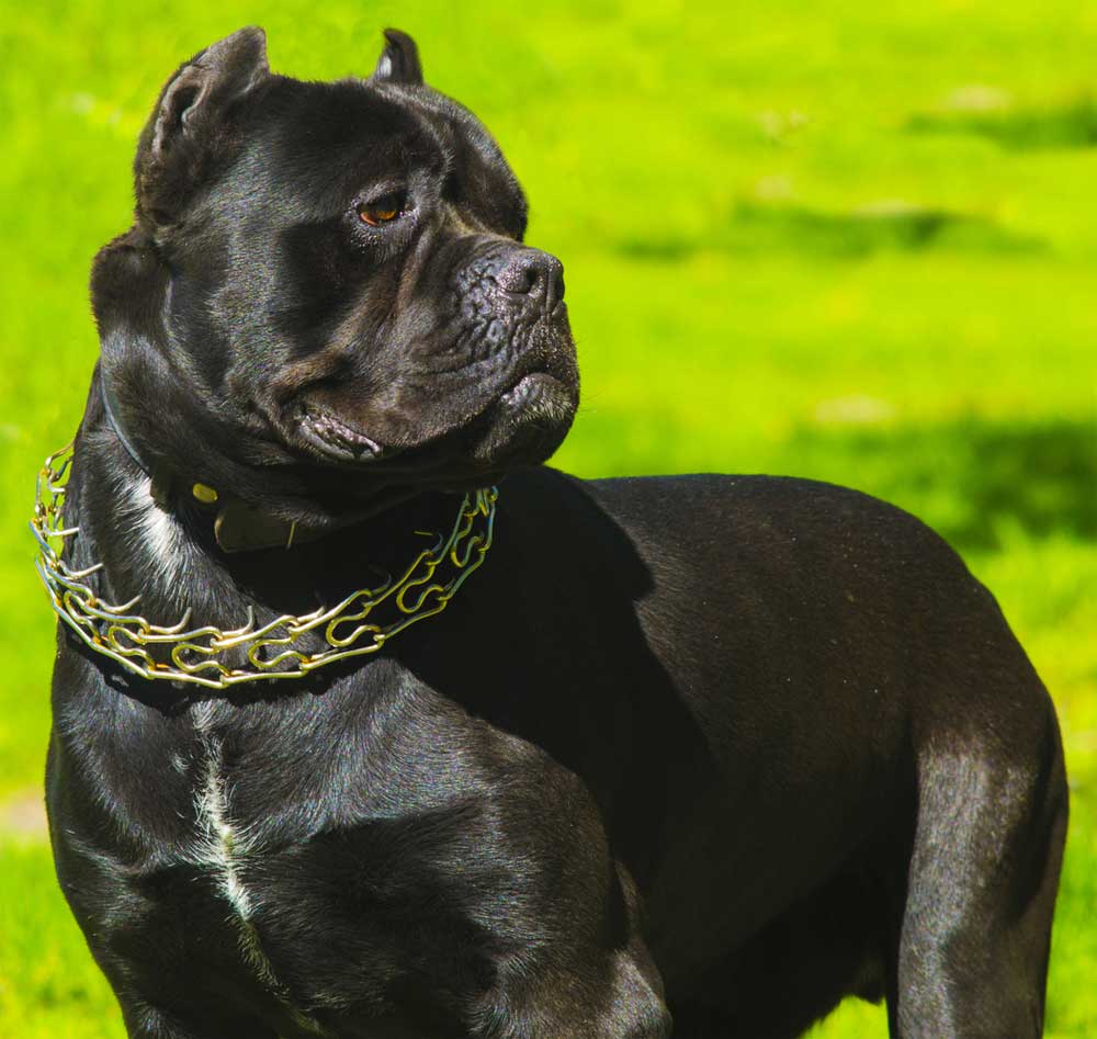 Cane Corso