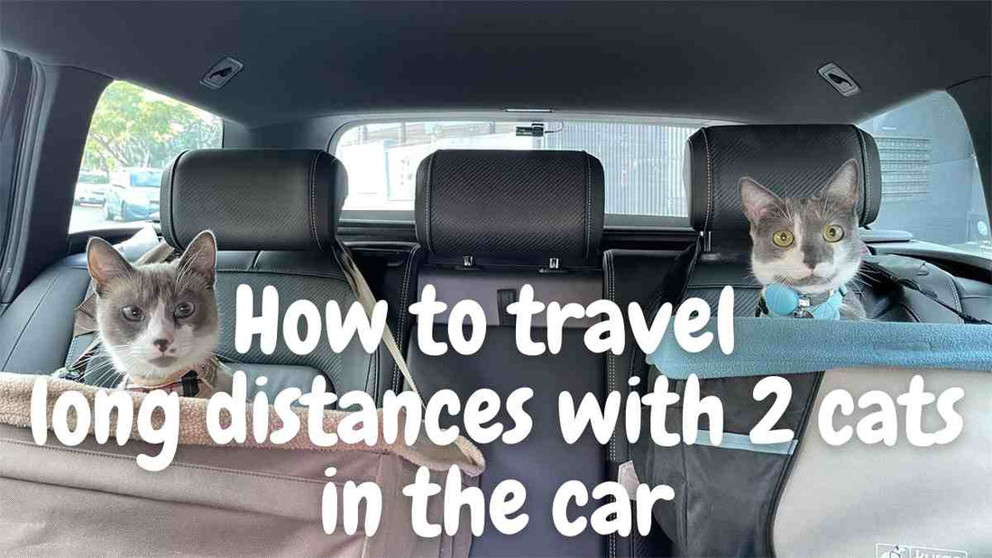 multiple cats traveling in car