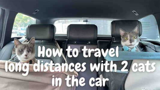 multiple cats traveling in car