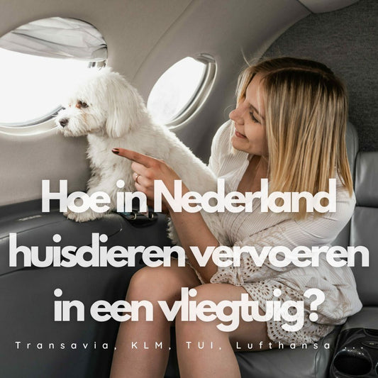 Hoe in Nederland huisdieren vervoeren in de cabine van een vliegtuig?