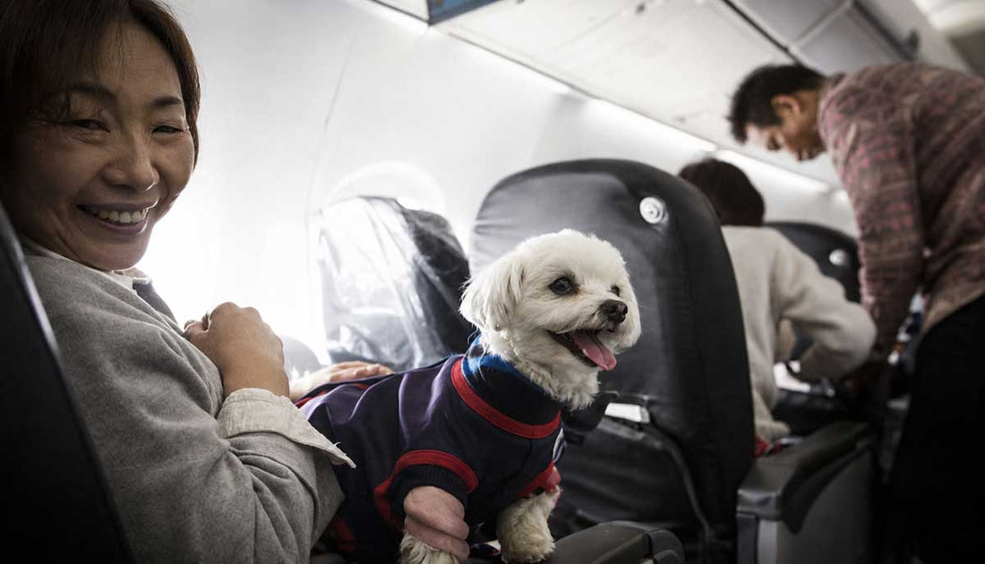 Alles wat je moet weten: Hond of Kat mee in het Vliegtuig met Transavia - Reisregels, Kosten en Tips voor de Cabine