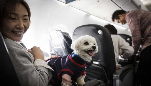 Alles wat je moet weten: Hond of Kat mee in het Vliegtuig met Transavia - Reisregels, Kosten en Tips voor de Cabine
