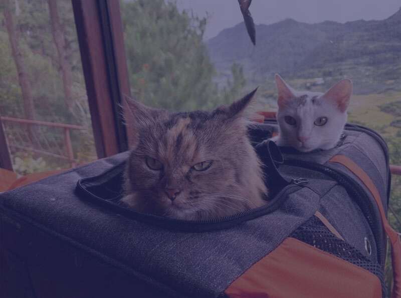 Kattenmanden voor 2 katten