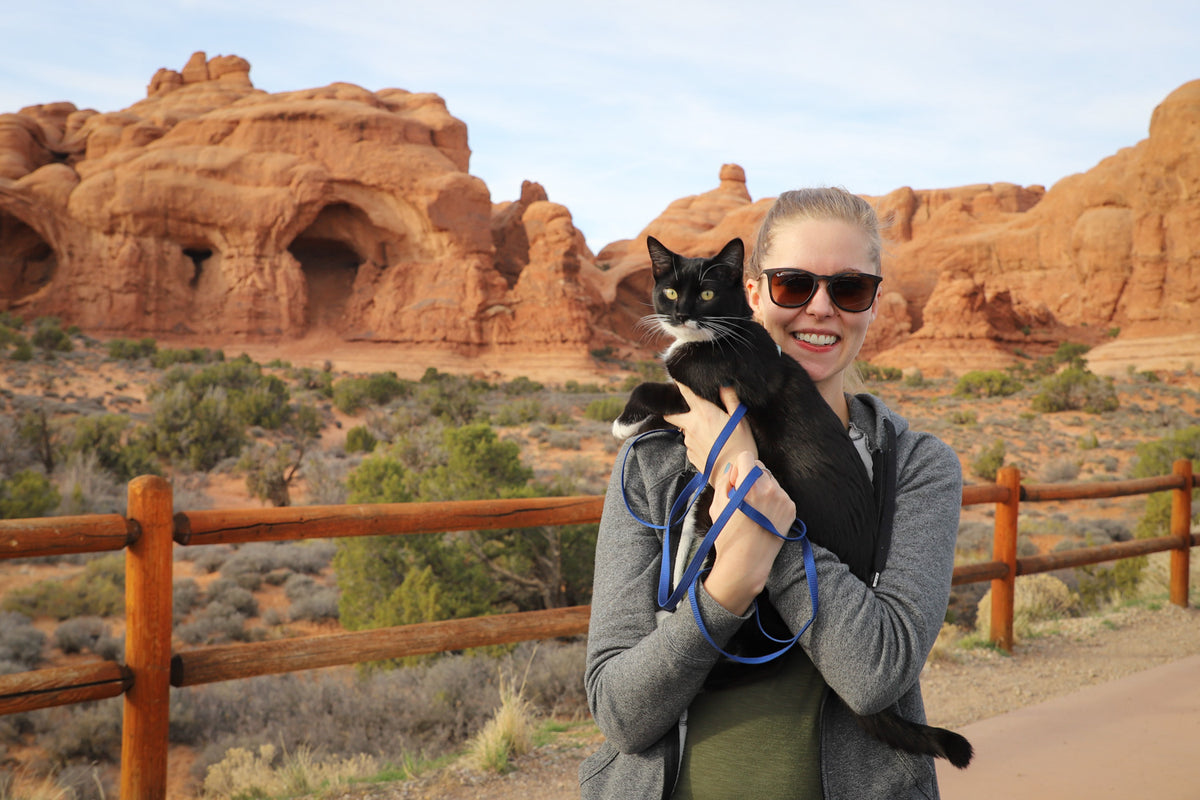 FAQ: travelling with a cat – Zoospot - Cat Travel Advice For Fearful Cats