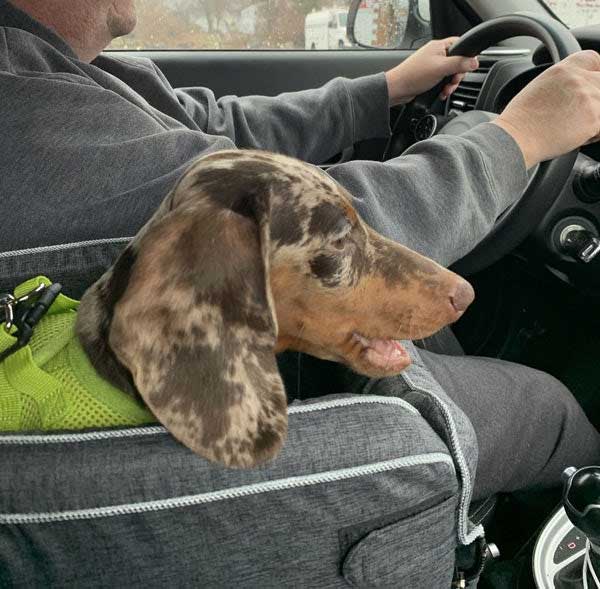 small dog console car seat