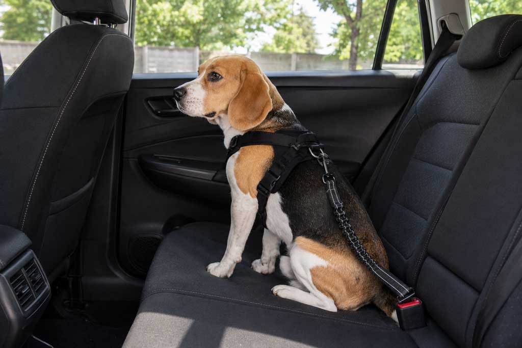 Dog Car Seat Belt with Bungee – Clicks into Buckle – 67 cm
