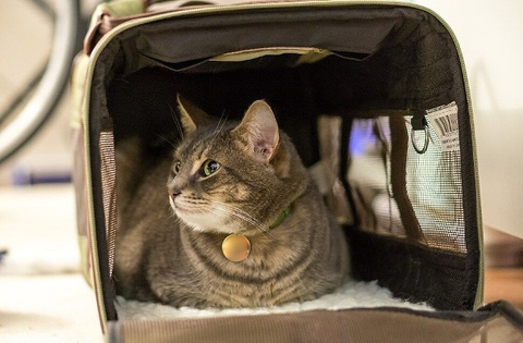 Familiarize Your Cat with the Carrier Familiarize Your Cat with the Carrier