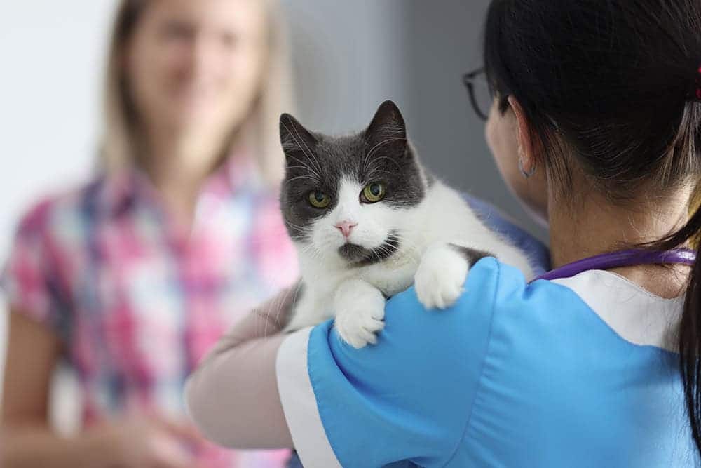 Hoe bepaal je de leeftijd van een kat