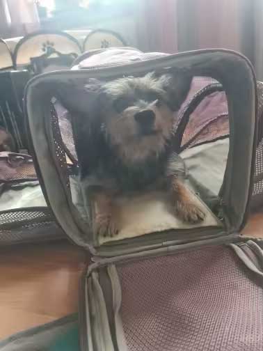 Pet lying inside the Nordvik carrier bag at home, photo from a Zoospot customer