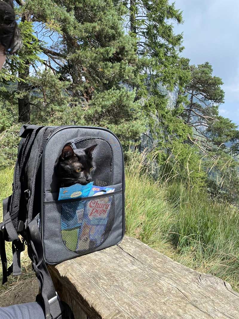 rugzak voor Noorse boskat