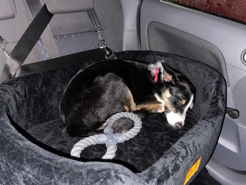 Premium Car booster seat for Large Dog or 2 Small Dogs up to 25kg with orthopedic pillow