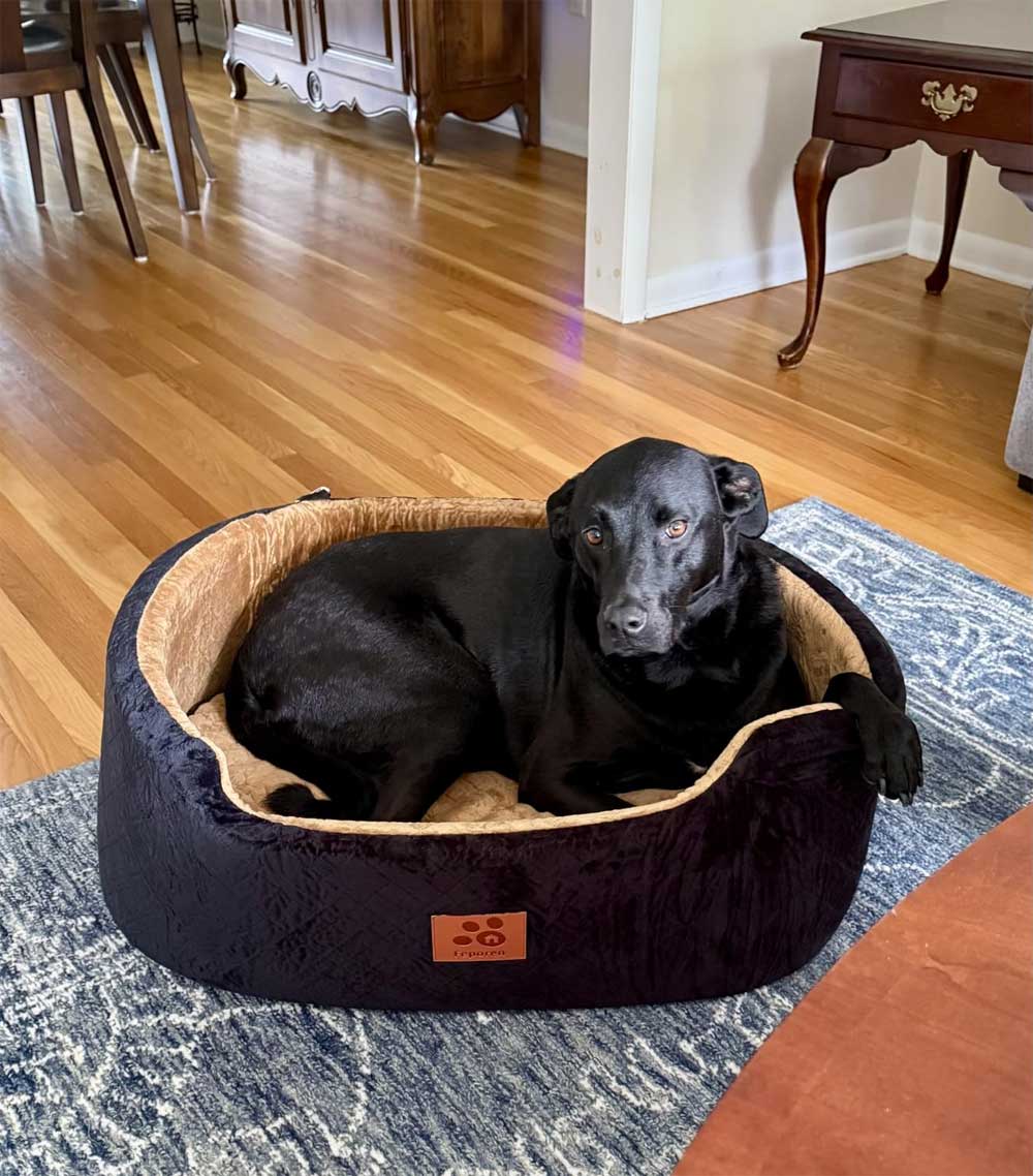 Premium Car booster seat for Large Dog or 2 Small Dogs up to 25kg with orthopedic pillow