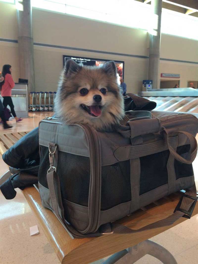 sas cabin pet carrier