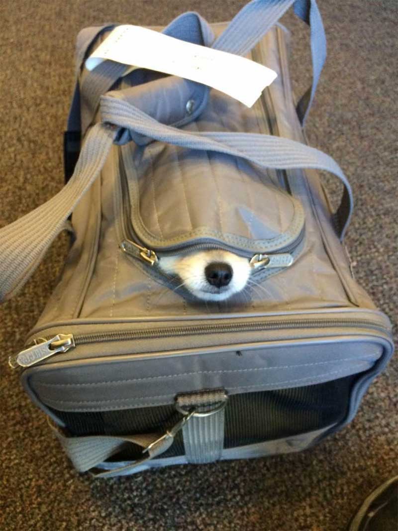 SAS hondendraagtas 40x25x23cm premium