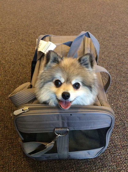 SAS hondendraagtas 40x25x23cm premium