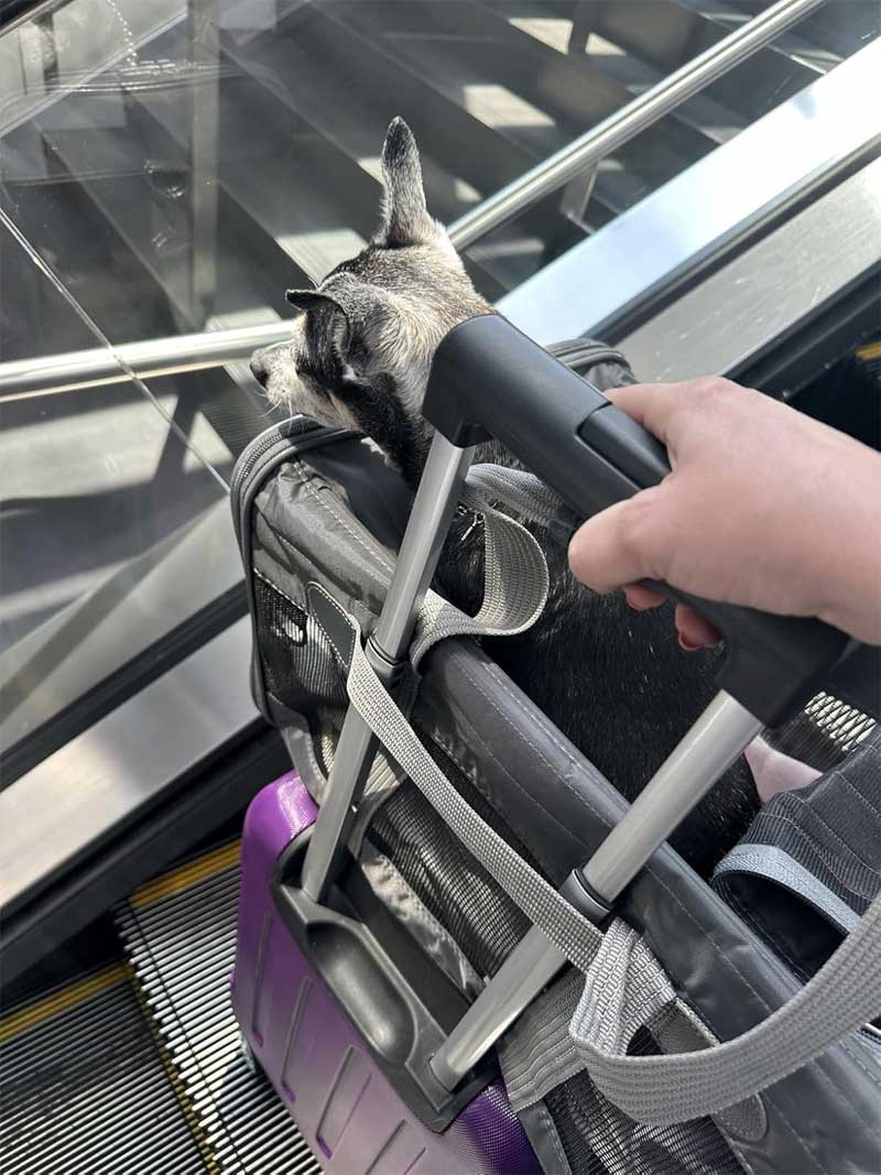 sas cabin pet carrier