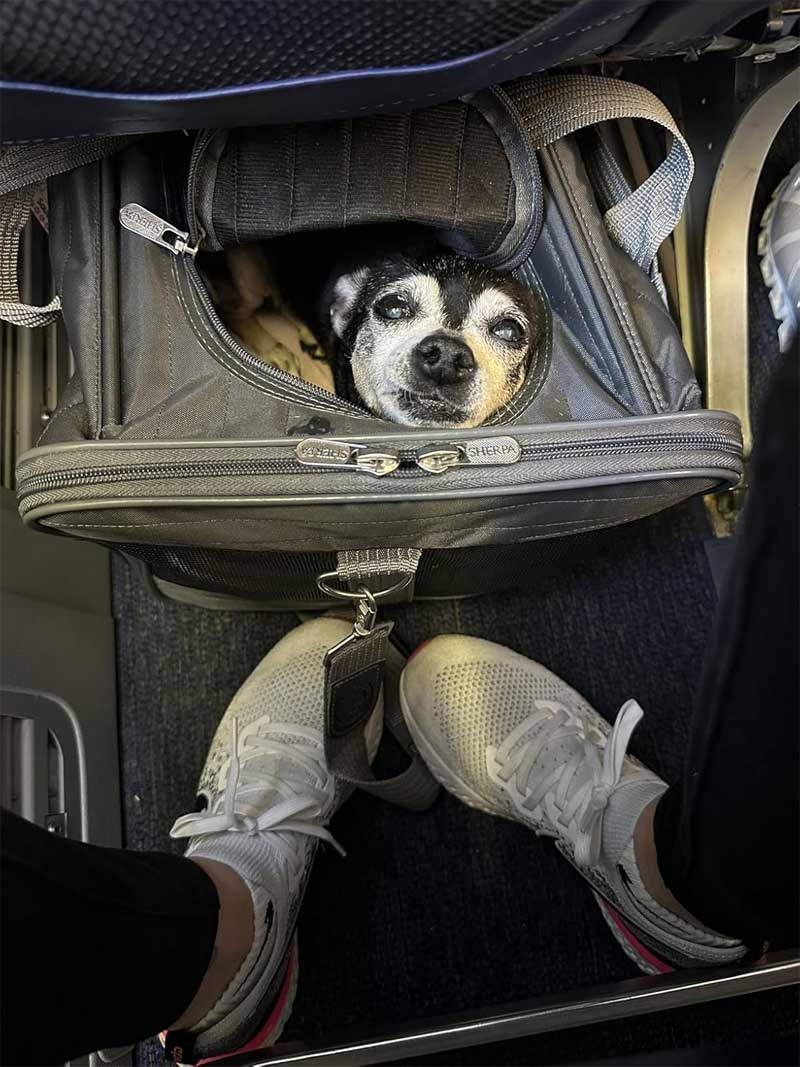 SAS hondendraagtas 40x25x23cm premium