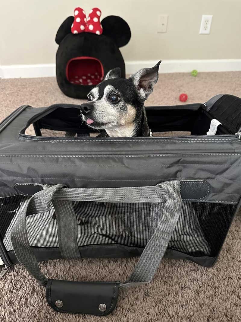 sas cabin pet carrier