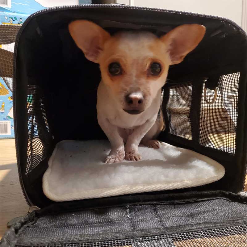 sas cabin pet carrier
