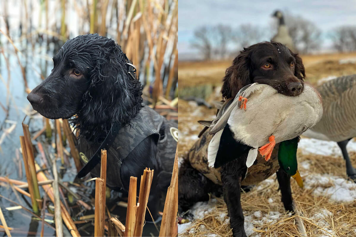 boykin spaniel