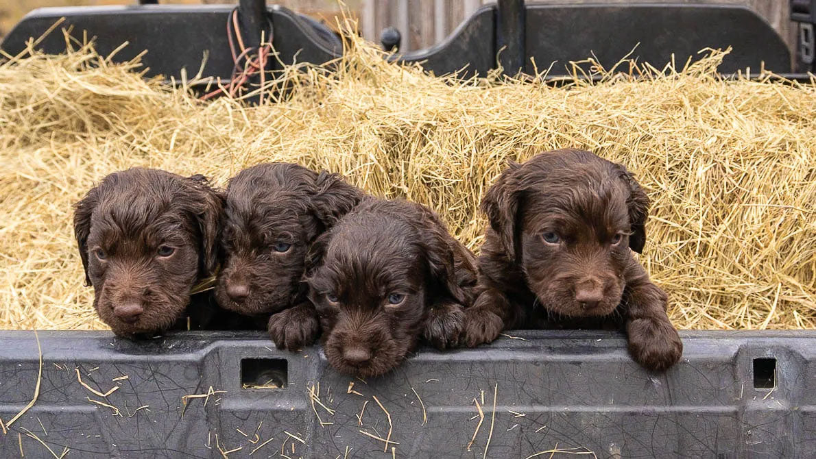 boykin spaniel