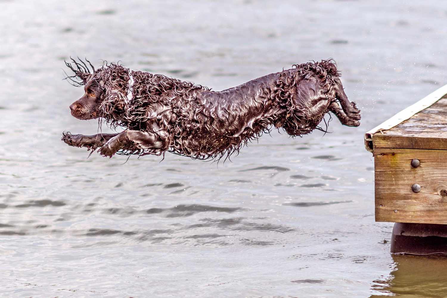 boykin spaniel