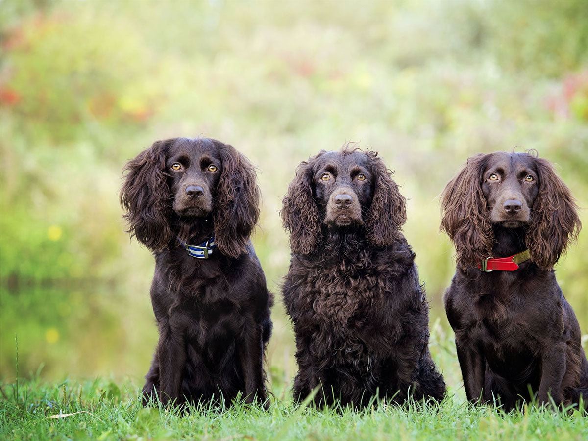 boykin spaniel