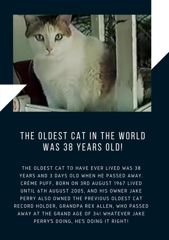 De oudste kat ter wereld was 38 jaar oud!