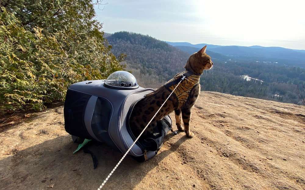 Cat carrier for trips