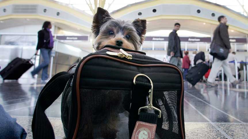 pet carrier airline approved small size