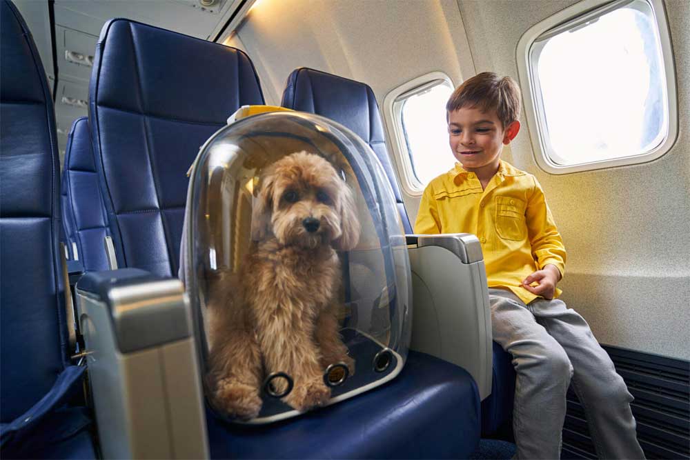 airline compliant pet carrier