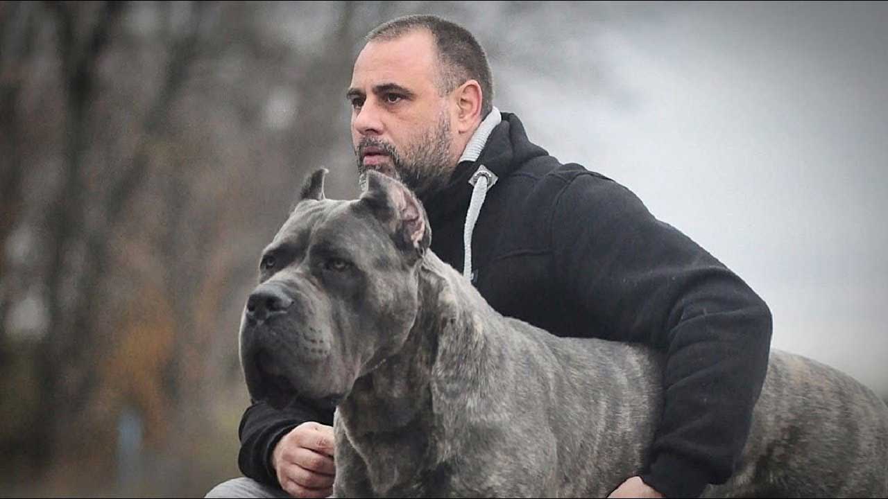 Blue brindle cane corso