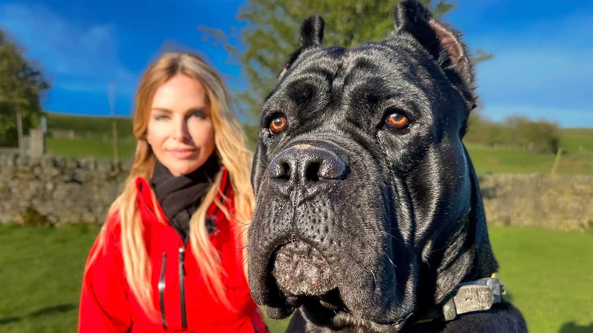 cane corso dog