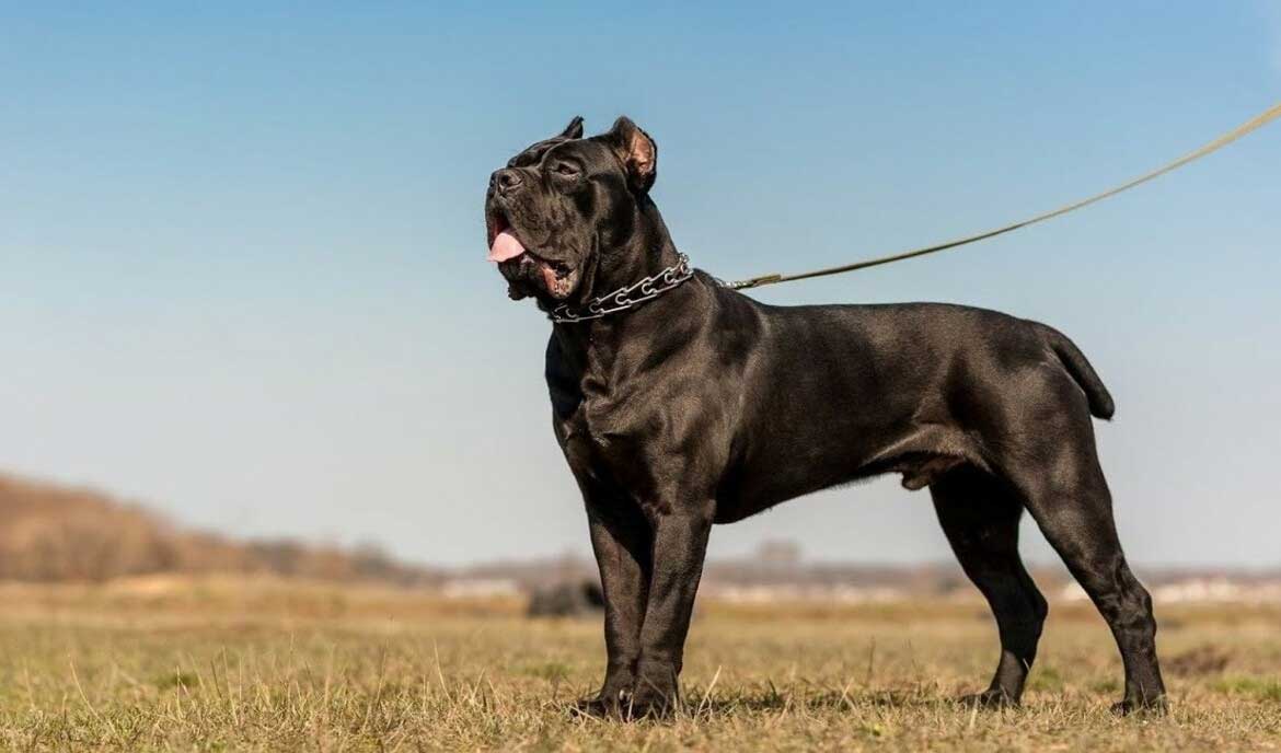 black cane corso