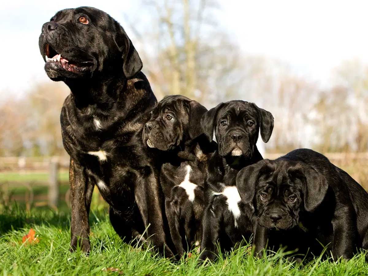 Cane Corso with puppies