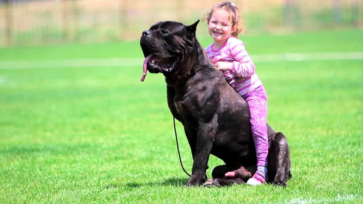 Cane Corso and small children