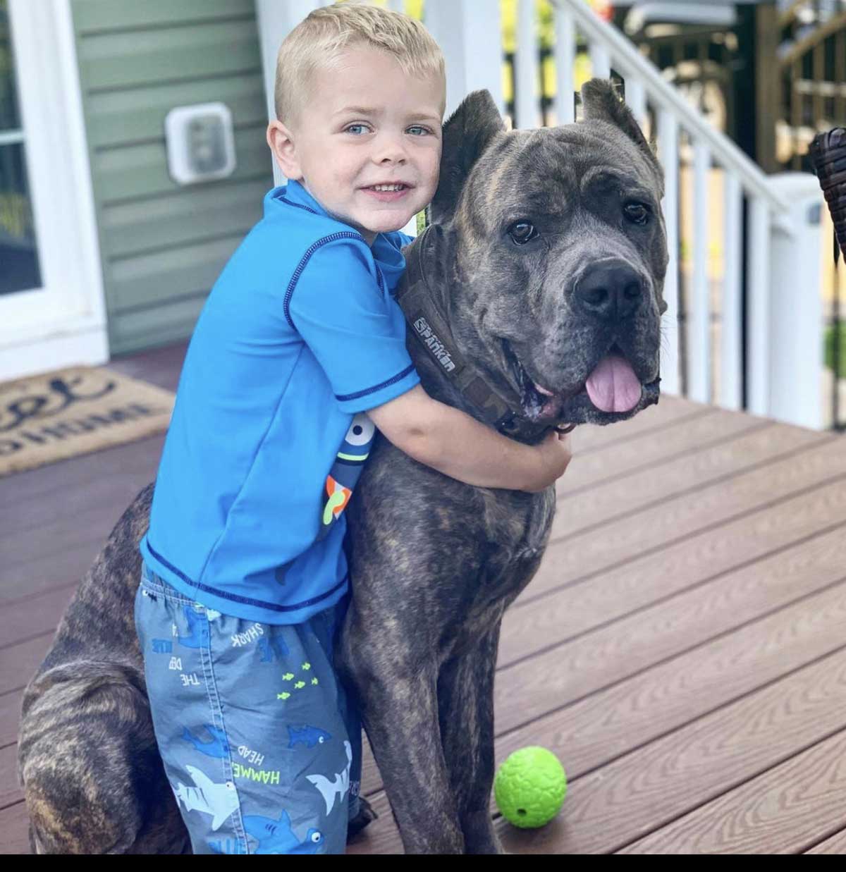 Cane Corso is friendly with children