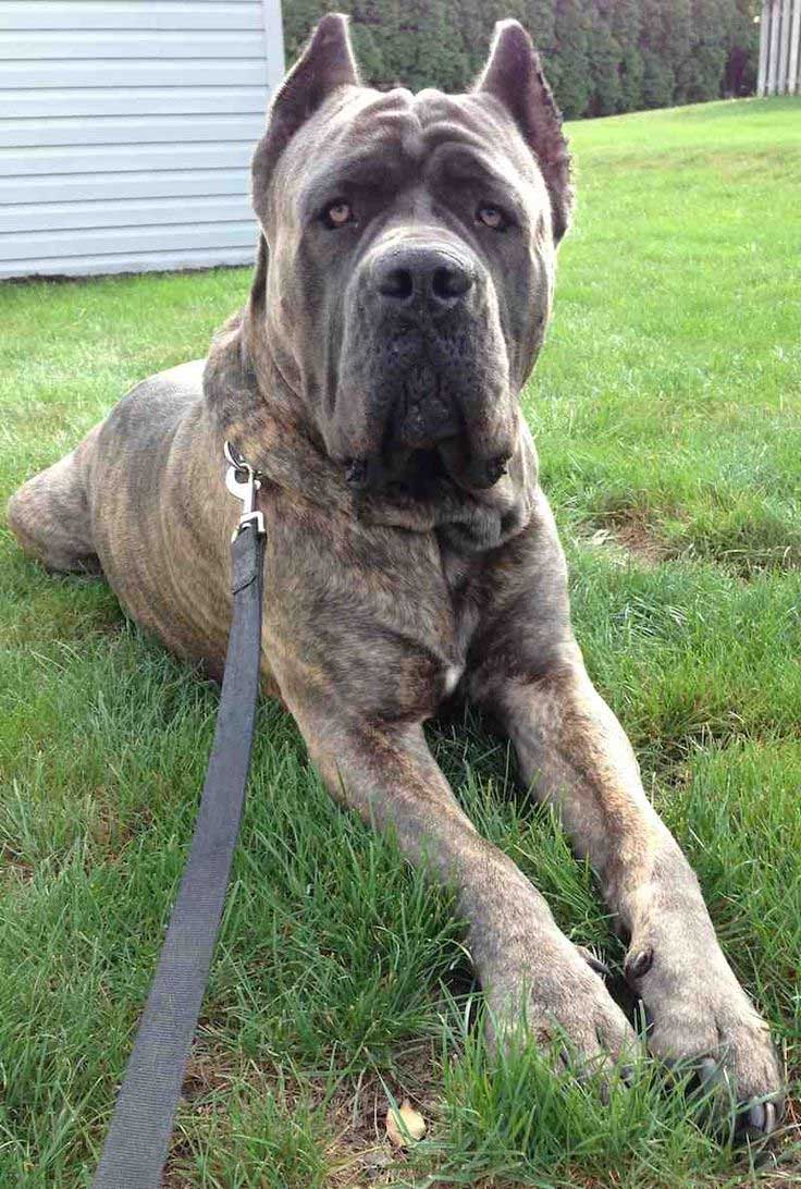 Cane Corso breed history