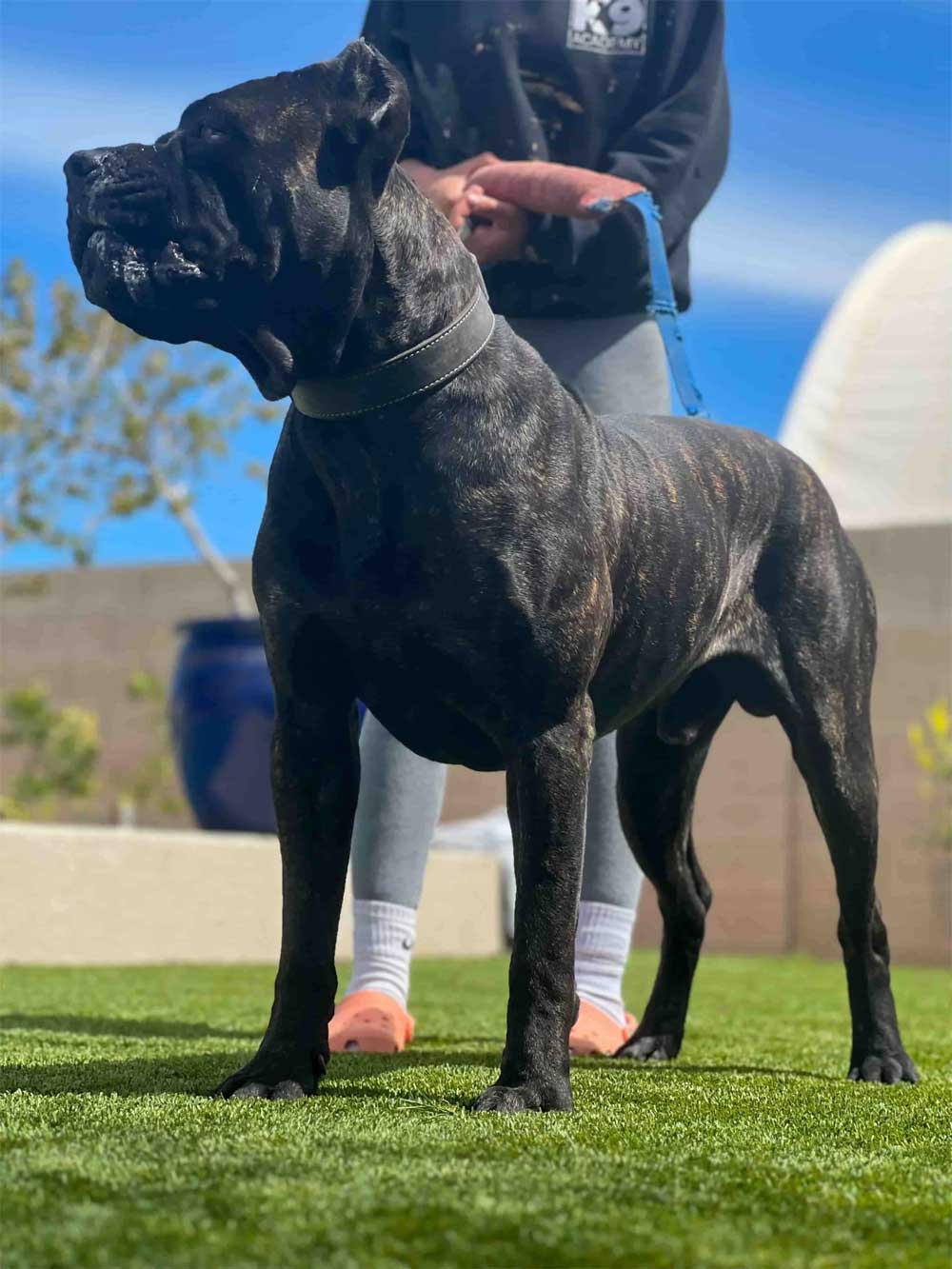 Cane Corso is a guard dog