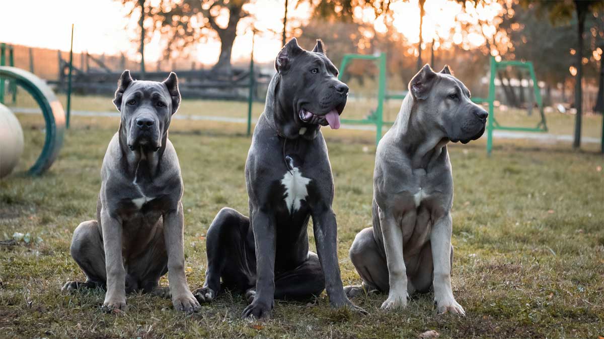 Cane Corso Family Protection Dogs