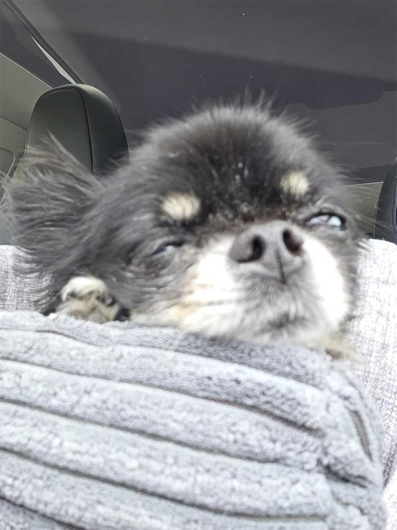 Car seat dog center console 42x22x24cm, up to 6 kg