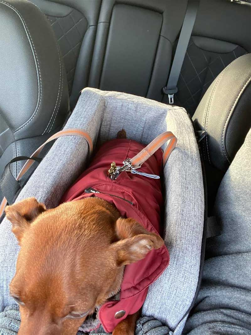 dog console booster seat