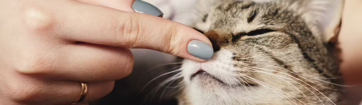 Levensverwachting van katten