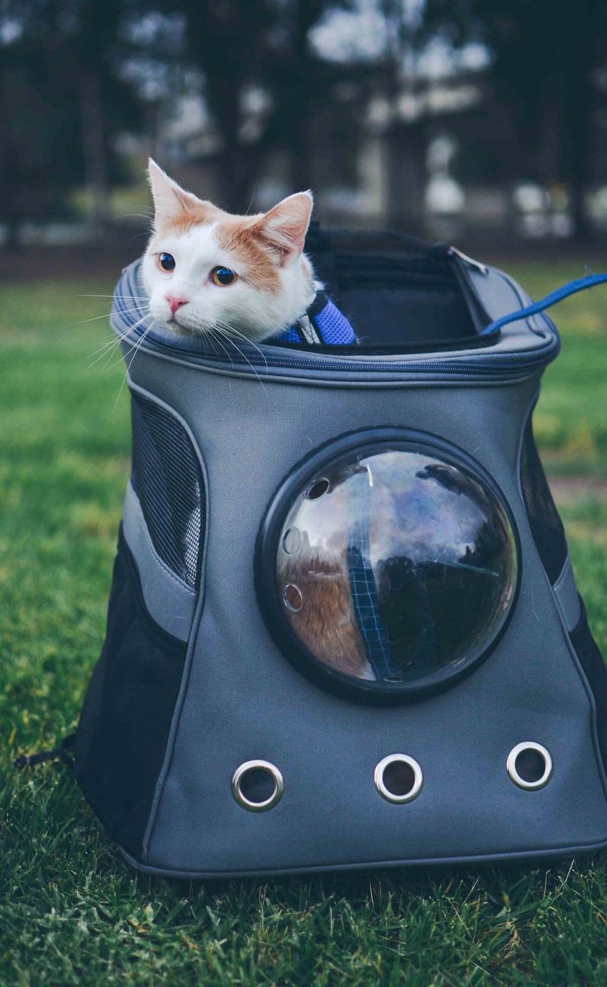 kattenrugzak voor wandelen