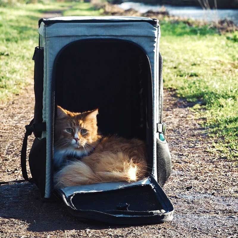 Hoe meet je een kat